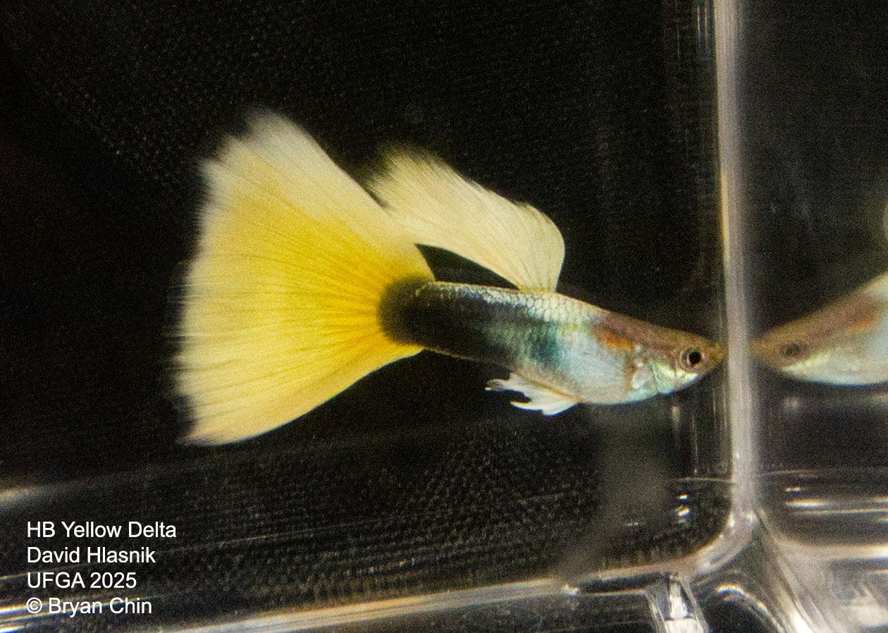 Guppy HB Yellow